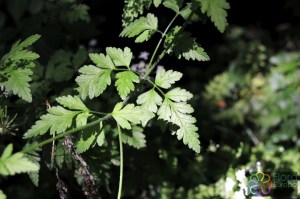 Chaerophyllum temulum (2).jpg_product_product